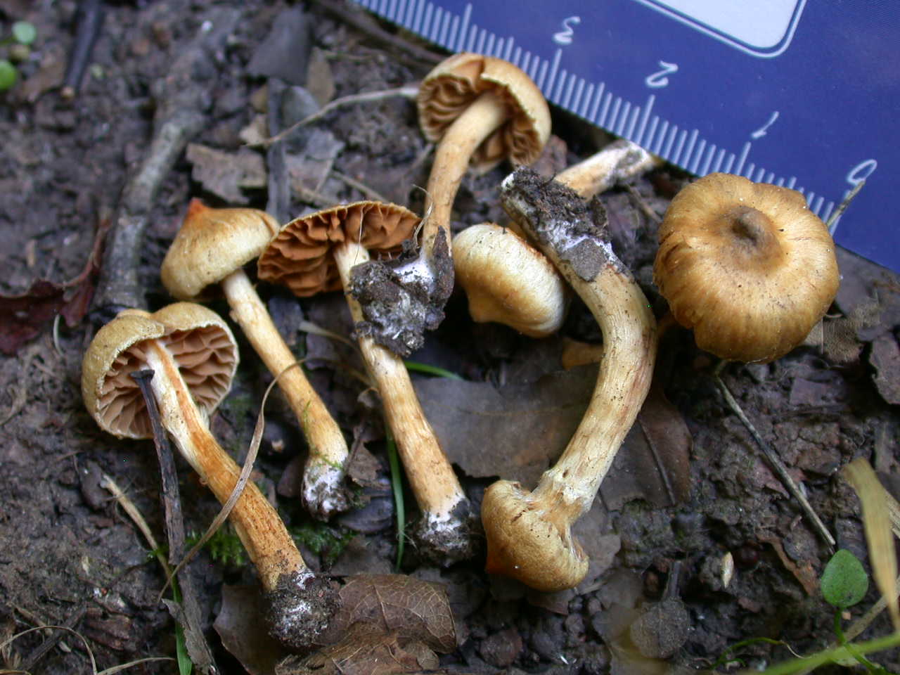 Cortinarius acutus (da confermare)
